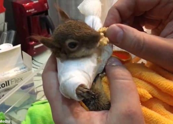 Турок выходил бельчонка, поломавшего себе две передние лапы