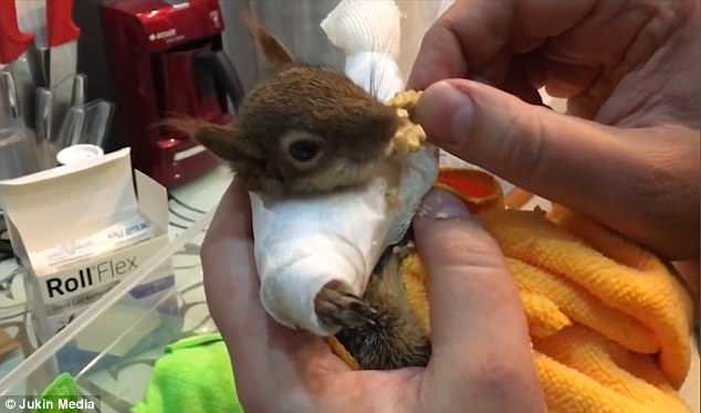 Турок выходил бельчонка, поломавшего себе две передние лапы