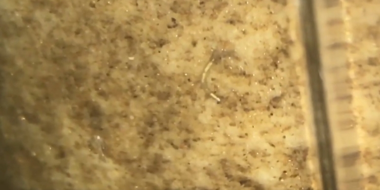 «Николаевводоканал» проверил дважды: водопроводная вода не может быть причиной появления червей в картридже водопроводного фильтра у жителя Николаева