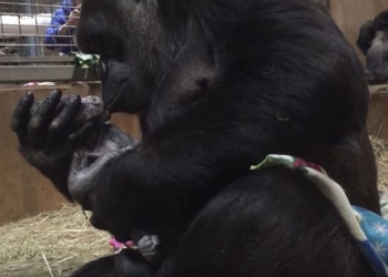 Нежные поцелуи самому дорогому созданию. Мама есть мама, даже когда она горилла