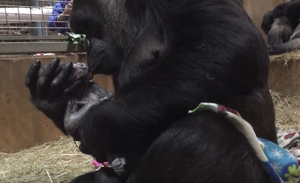 Нежные поцелуи самому дорогому созданию. Мама есть мама, даже когда она горилла