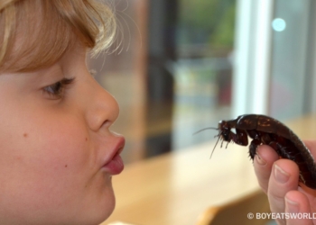 Как вы себе представляете идеальных домашних животных для детей? Австралиец убежден, что это гигантские австралийские тараканы