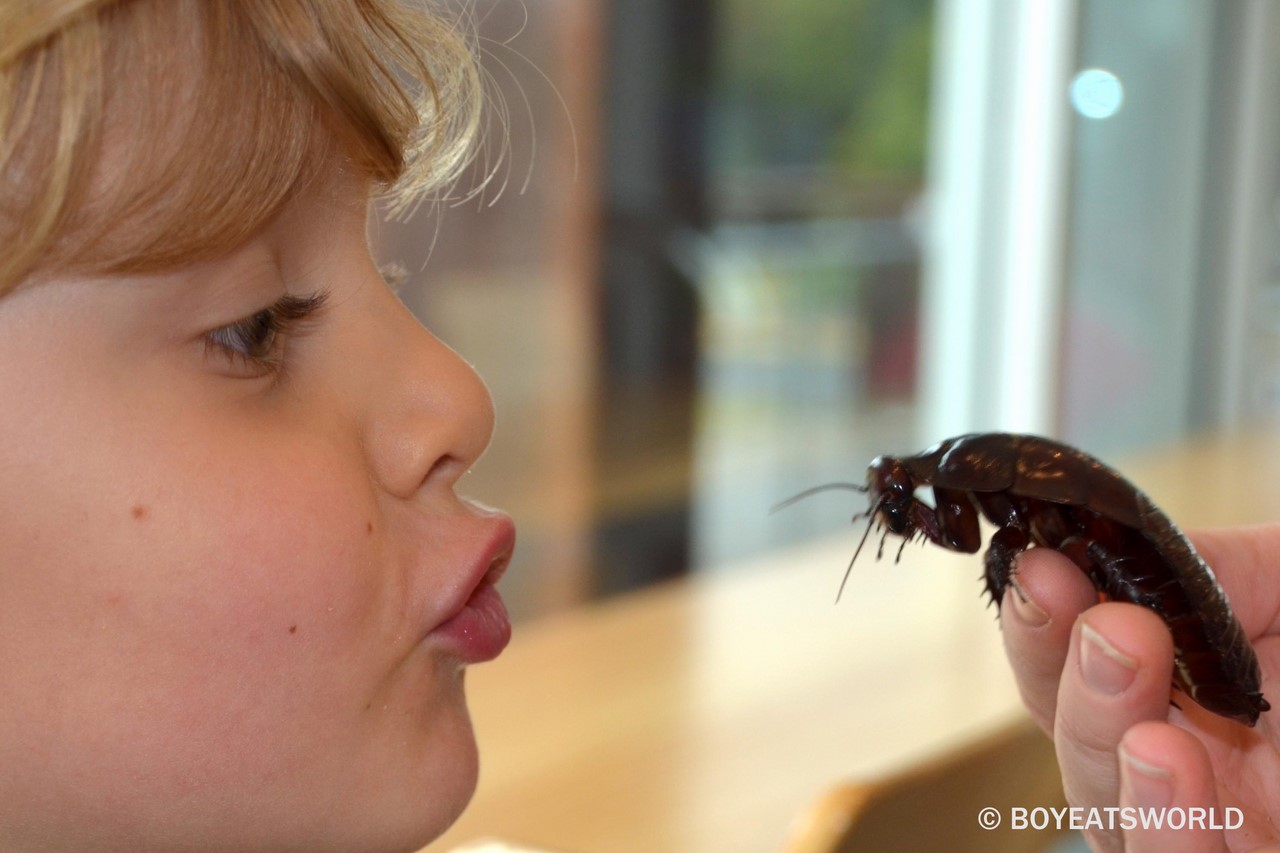 Как вы себе представляете идеальных домашних животных для детей? Австралиец убежден, что это гигантские австралийские тараканы