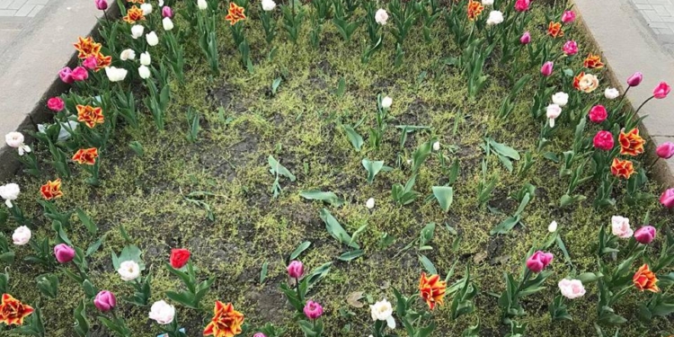 Просто свинство. В Николаеве вандалы срезали тысячу тюльпанов, высаженных в рамках общественной акции