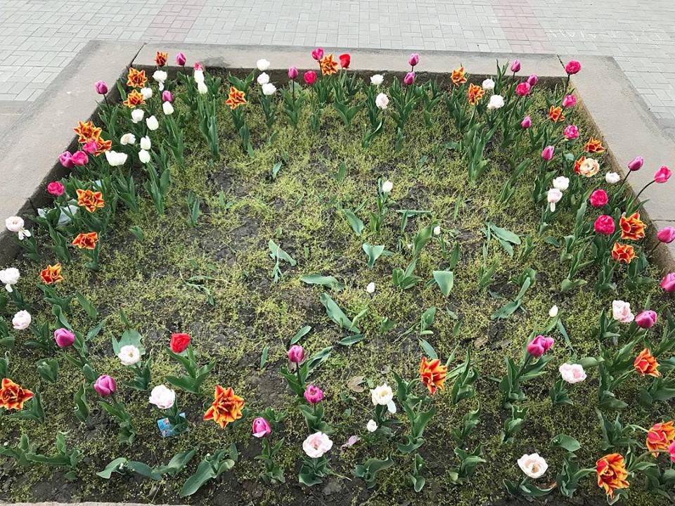 Просто свинство. В Николаеве вандалы срезали тысячу тюльпанов, высаженных в рамках общественной акции 3