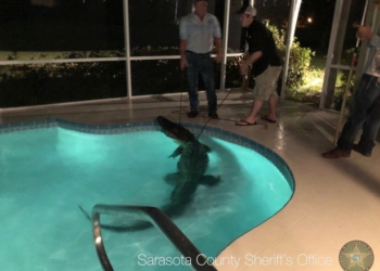 Страшно невесело: житель Флориды обнаружил в своем бассейне трехметрового аллигатора