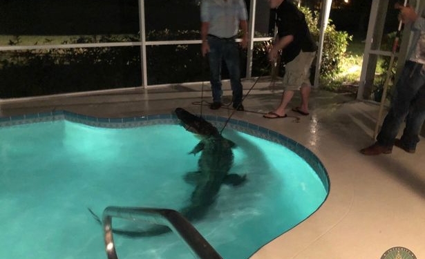 Страшно невесело: житель Флориды обнаружил в своем бассейне трехметрового аллигатора