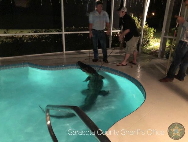 Страшно невесело: житель Флориды обнаружил в своем бассейне трехметрового аллигатора 1