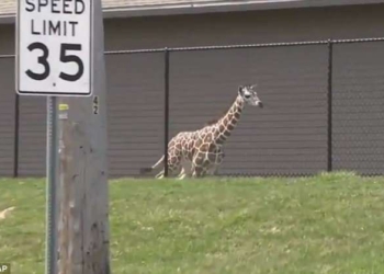 В американском зоопарке из экспозиции сбежал 7-месячный жираф. Ловили его два часа