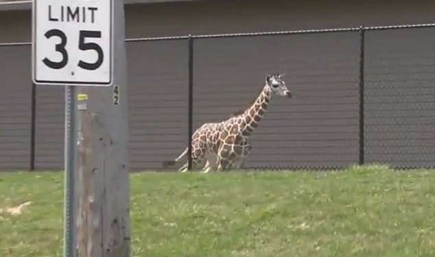 В американском зоопарке из экспозиции сбежал 7-месячный жираф. Ловили его два часа