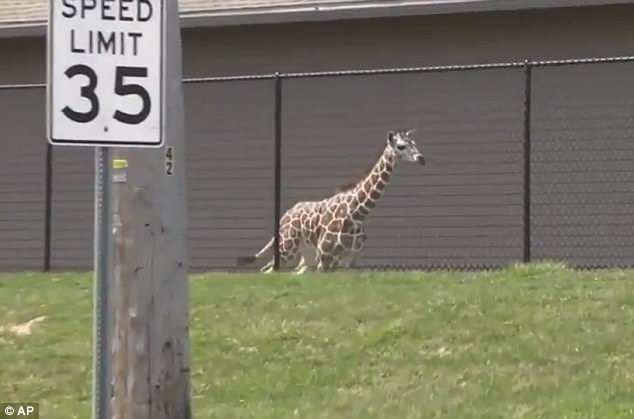 В американском зоопарке из экспозиции сбежал 7-месячный жираф. Ловили его два часа 1