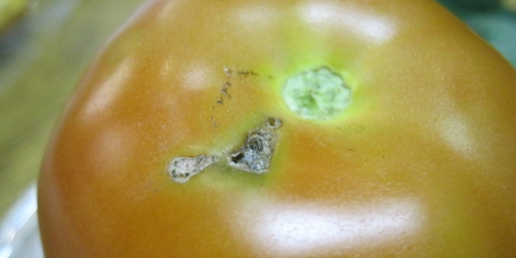 Злостный вредитель: 830 га в Николаевской, Одесской и Херсонской областях заражены южноамериканской томатной молью