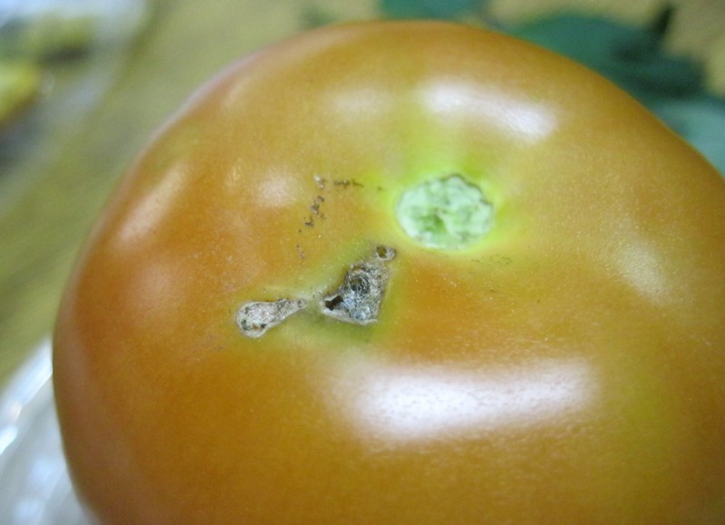 Злостный вредитель: 830 га в Николаевской, Одесской и Херсонской областях заражены южноамериканской томатной молью 1