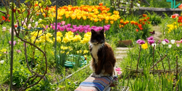 Николаевский Кёкенхоф, или рекорд «Тюльпановой радуги-2018»