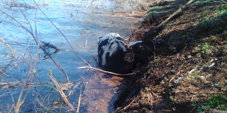 Николаевские спасатели могут достать не только автомобили из грязи, а и корову из речного ила