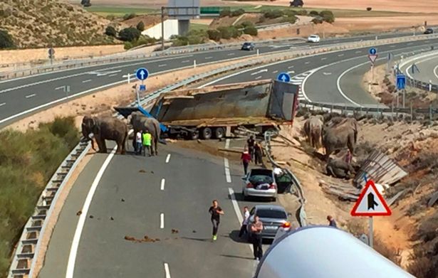 В Испании на трассе перевернулся цирковой грузовик со слонами 1