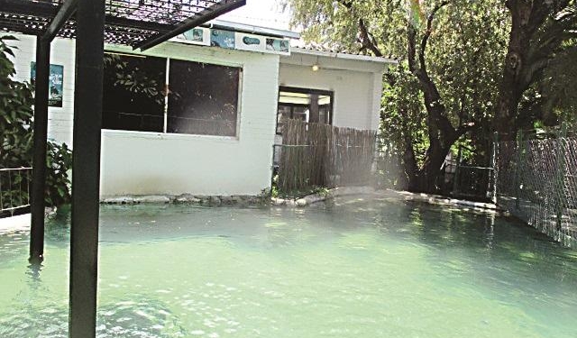 «Гулять» на свадьбе умеют и в Африке: пьяный друг жениха сиганул в бассейн с крокодилами