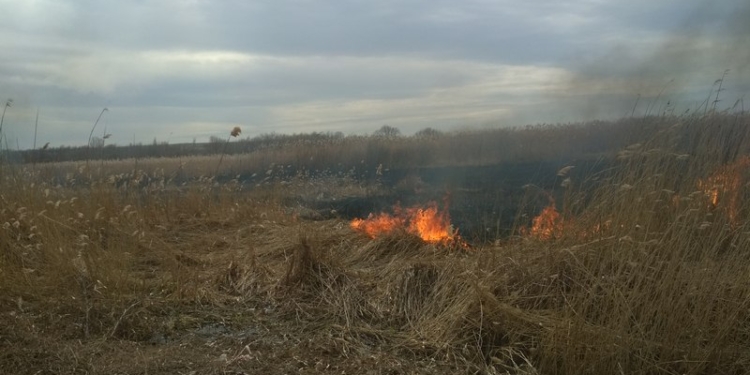 «Примета весны» на Николаевщине – массово жгут камыш
