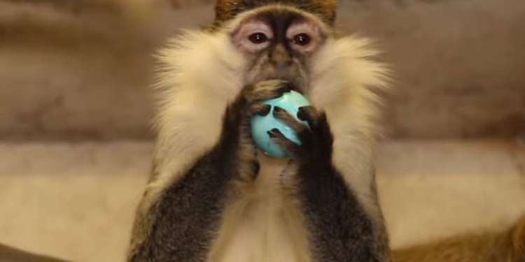 Ну, праздник – так праздник. В Харьковском зоопарке зверей накормили крашанками