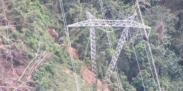 Обрезка деревьев в стиле латино: рухнувшее дерево оставило без электричества 870 тысяч человек