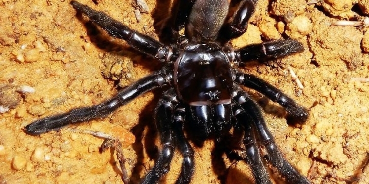 В Австралии умер самый старый в мире паук