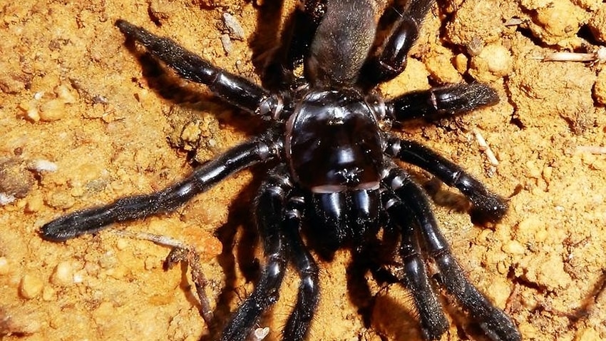 В Австралии умер самый старый в мире паук 1