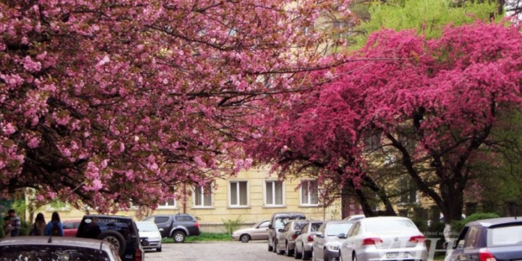 Ужгород приглашает всех посмотреть на цветущие сакуры. Дело за Укрзализныцей