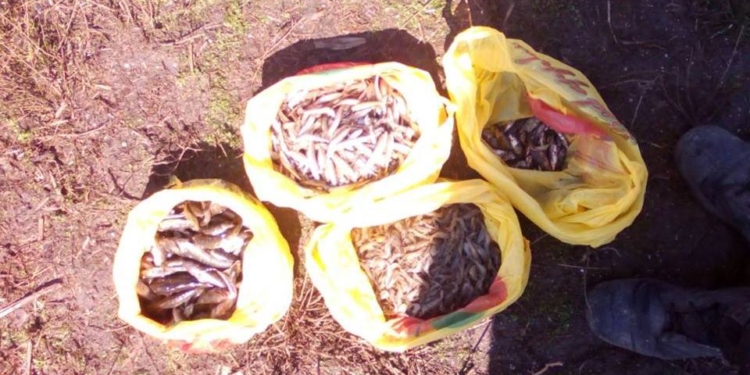 Накануне нерестового запрета на Николаевщине поймали очередного браконьера