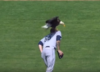 В США на бейсбольном матче во время гимна прилетел орел и трижды пытался сесть игроку на плечо