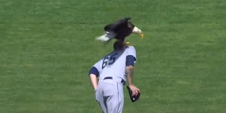 В США на бейсбольном матче во время гимна прилетел орел и трижды пытался сесть игроку на плечо