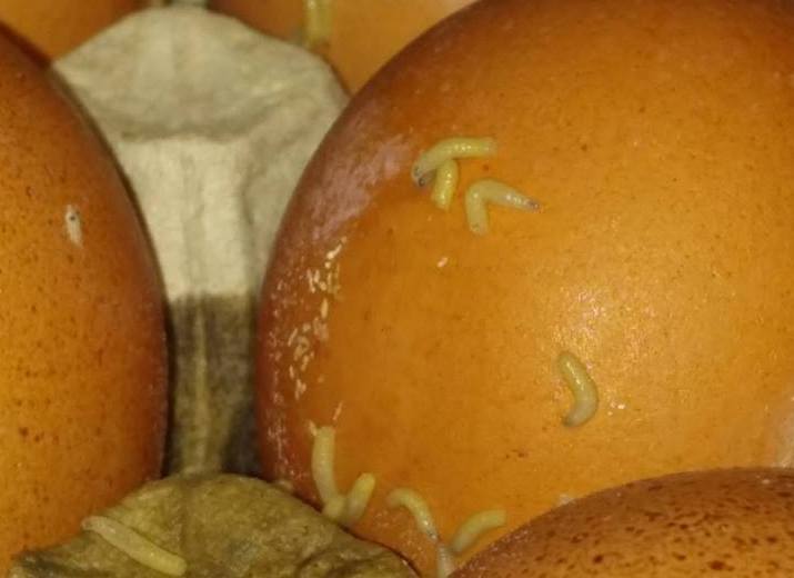 Ужас. Николаевцы обнаружили в супермаркете яйца с червями на скорлупе 3