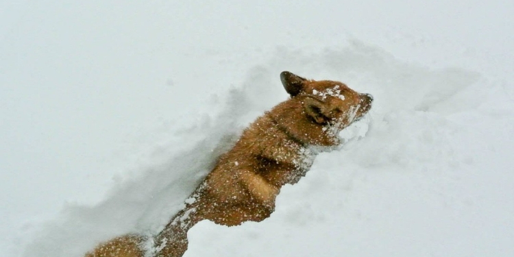 Хорошо, что не у нас: в Кировской области России выпало более 40 см снега