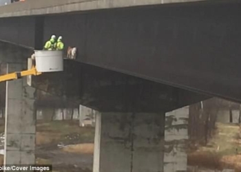 И как они туда попали? В США пришлось использовать спецоборудование, чтобы снять двух коз с опорной балки моста на высоте 30 метров