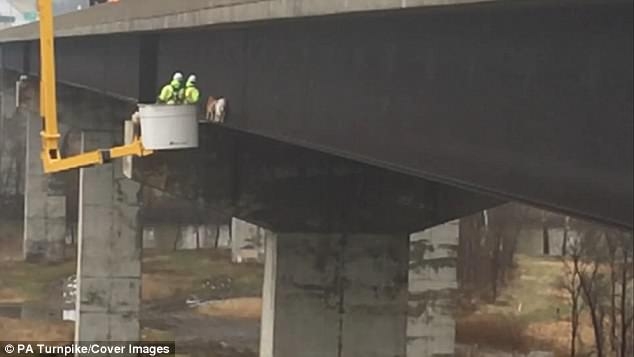 И как они туда попали? В США пришлось использовать спецоборудование, чтобы снять двух коз с опорной балки моста на высоте 30 метров