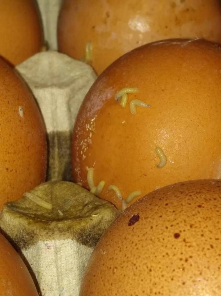 Ужас. Николаевцы обнаружили в супермаркете яйца с червями на скорлупе 1