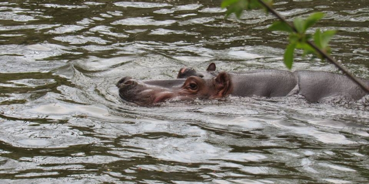 Бегемоты в Николаевском зоопарке уже принимают спа-процедуры