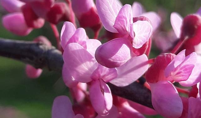 «Не пропустите такое зрелище!» – в Николаевском зоопарке приглашают полюбоваться на удивительное дерево