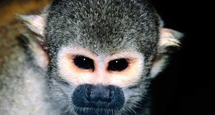 Обезьянка из Николаевского зоопарка установила мировой рекорд