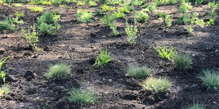 Николаевцы высадили цветы в сквере Пушкина