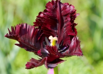 Черные попугаи и все-все-все: в Николаеве вновь открылась «Тюльпановая радуга» Инны Токаревой