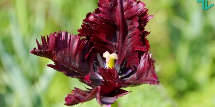 Черные попугаи и все-все-все: в Николаеве вновь открылась «Тюльпановая радуга» Инны Токаревой