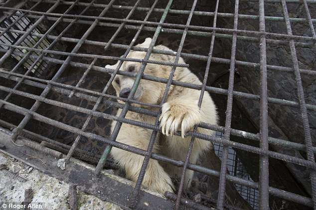 Из Британии – в Армению. Только для того, чтобы освободить содержащегося в жутких условиях медведя 11