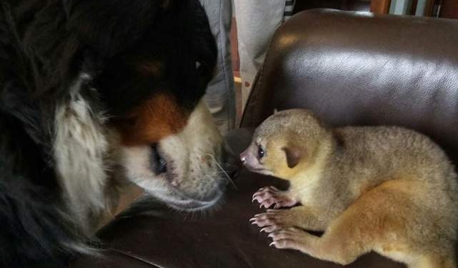 Сотрудница Николаевского зоопарка выходила заболевшего кинкажу