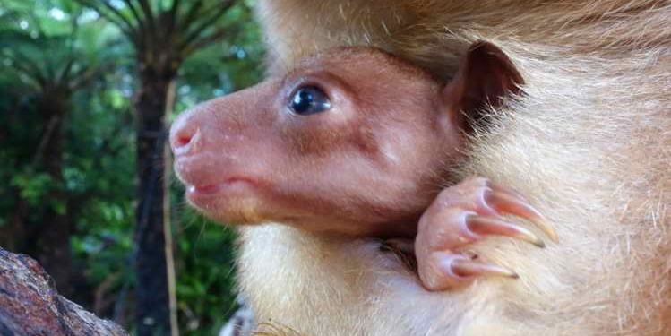 Приветствие миру: детеныш древесного кенгуру растрогал Сеть