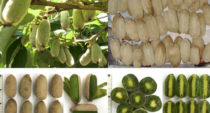 Не “альбинос”. В Китае вывели киви “белый налив” – совсем белый, но еще полезнее