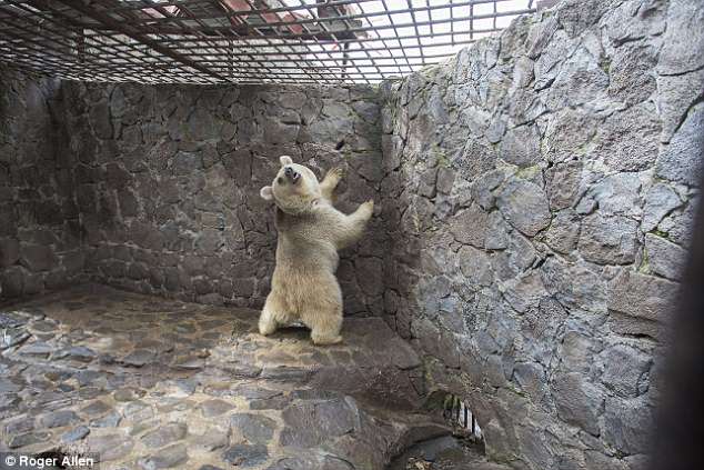 Из Британии – в Армению. Только для того, чтобы освободить содержащегося в жутких условиях медведя 13
