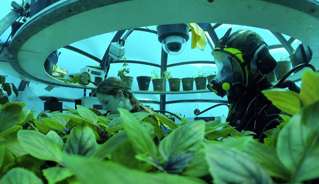 Растет, как на дрожжах. Подводные теплицы практикуют итальянские аграрии
