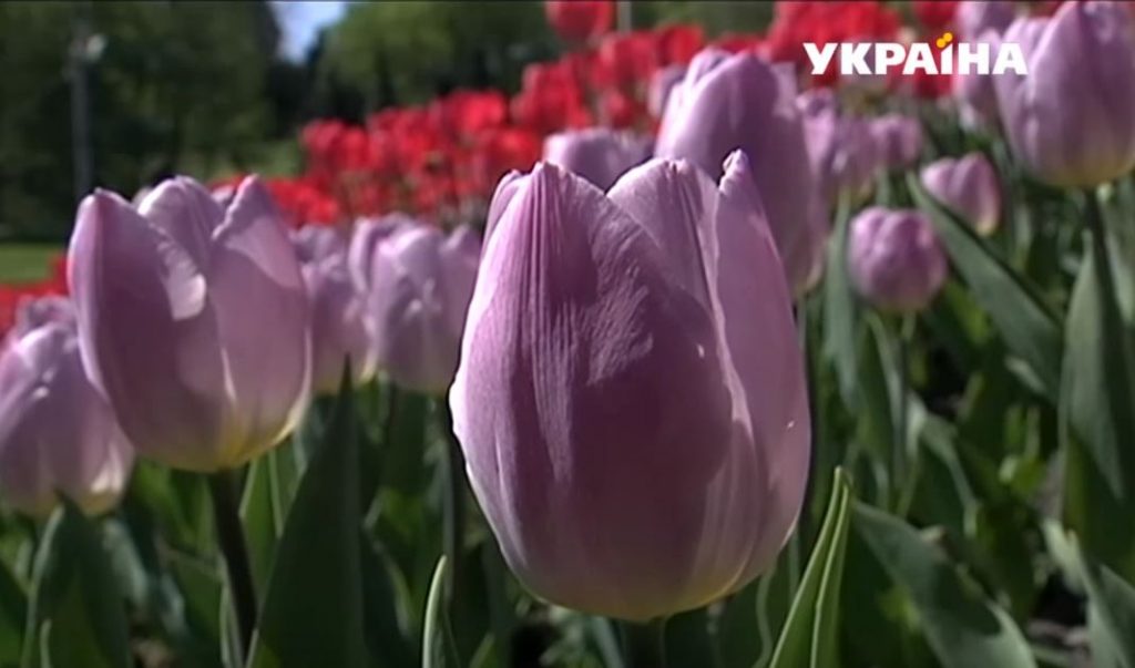 В Киеве зацвели тюльпаны - 250 тыс.шт. в одном месте. В Николаеве и этого не могут 1