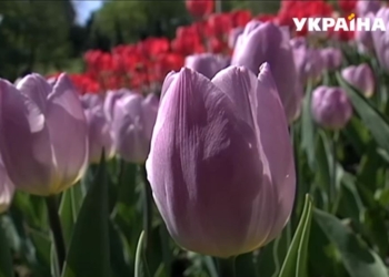 В Киеве зацвели тюльпаны – 250 тыс.шт. в одном месте. В Николаеве и этого не могут