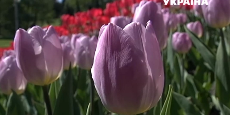 В Киеве зацвели тюльпаны – 250 тыс.шт. в одном месте. В Николаеве и этого не могут